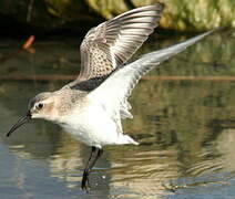 Curlew Sandpiper