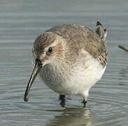 Curlew Sandpiper