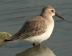 Curlew Sandpiper