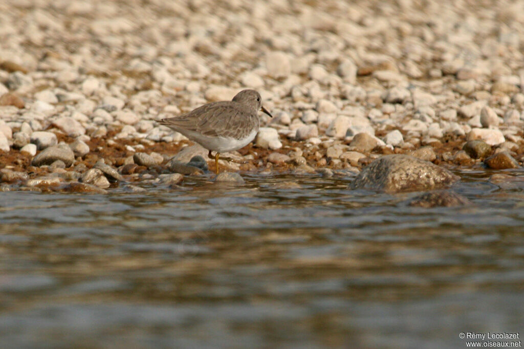 Bécasseau de Temminck