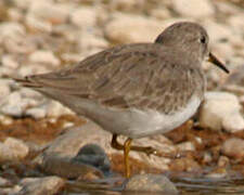 Temminck's Stint