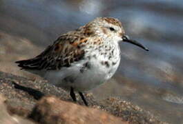 Dunlin