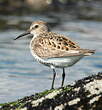 Bécasseau variable