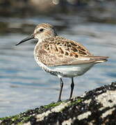 Dunlin