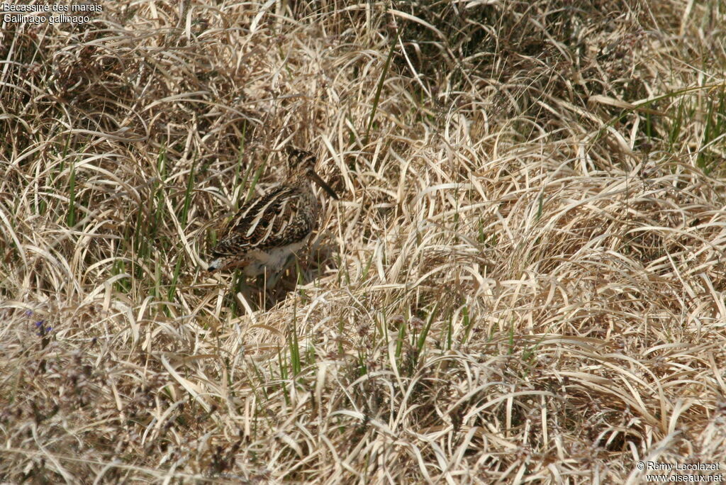 Common Snipe