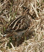 Common Snipe