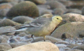 Citrine Wagtail