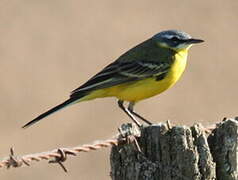 Grey Wagtail