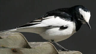 White Wagtail