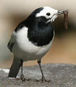 White Wagtail