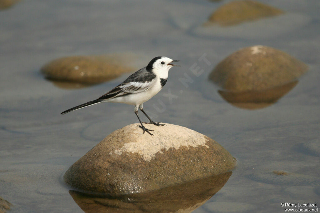 White Wagtail