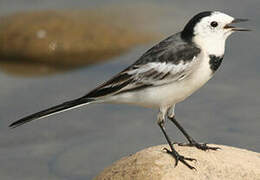 White Wagtail