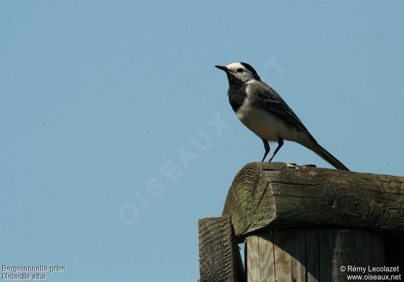 White Wagtailadult