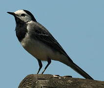 White Wagtail