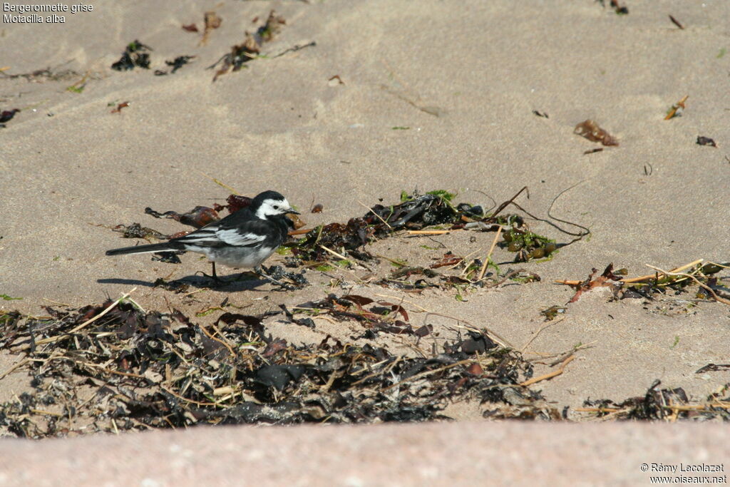 White Wagtail