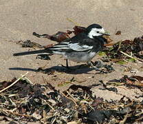 White Wagtail