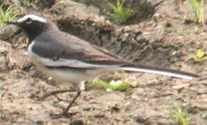 White-browed Wagtail