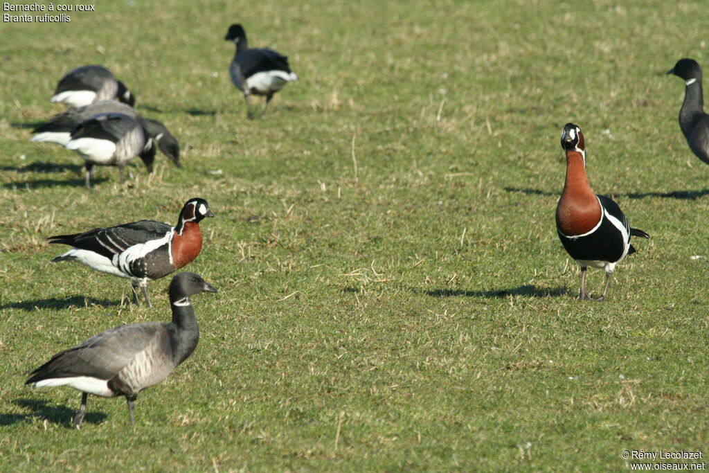 Red-breasted Goose adult breeding