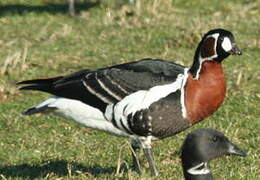 Red-breasted Goose