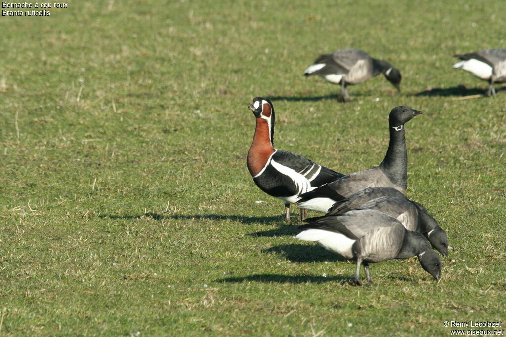 Red-breasted Goose male adult breeding