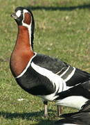 Red-breasted Goose