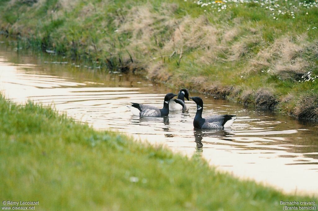 Brant Goose