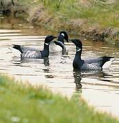 Brant Goose