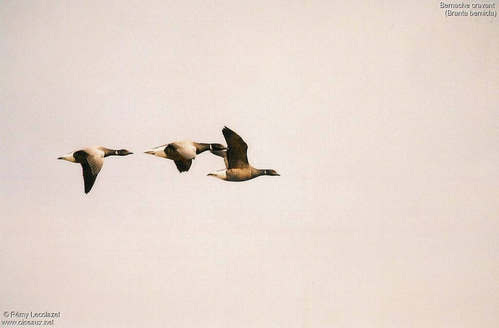 Brant Goose