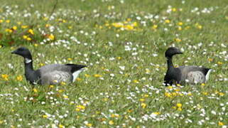 Brant Goose