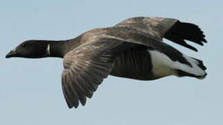 Brant Goose