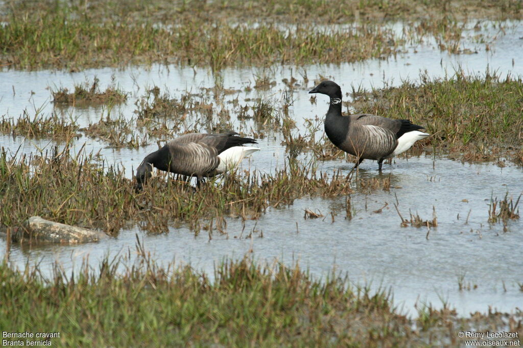 Brant Goose