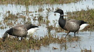 Brant Goose