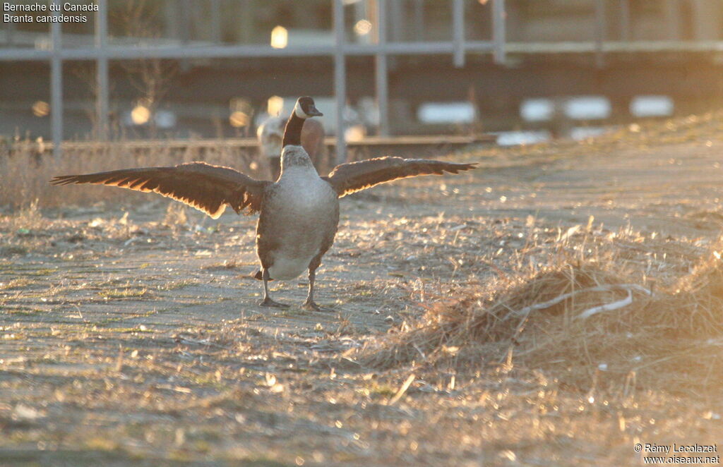 Canada Gooseadult breeding