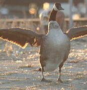 Canada Goose