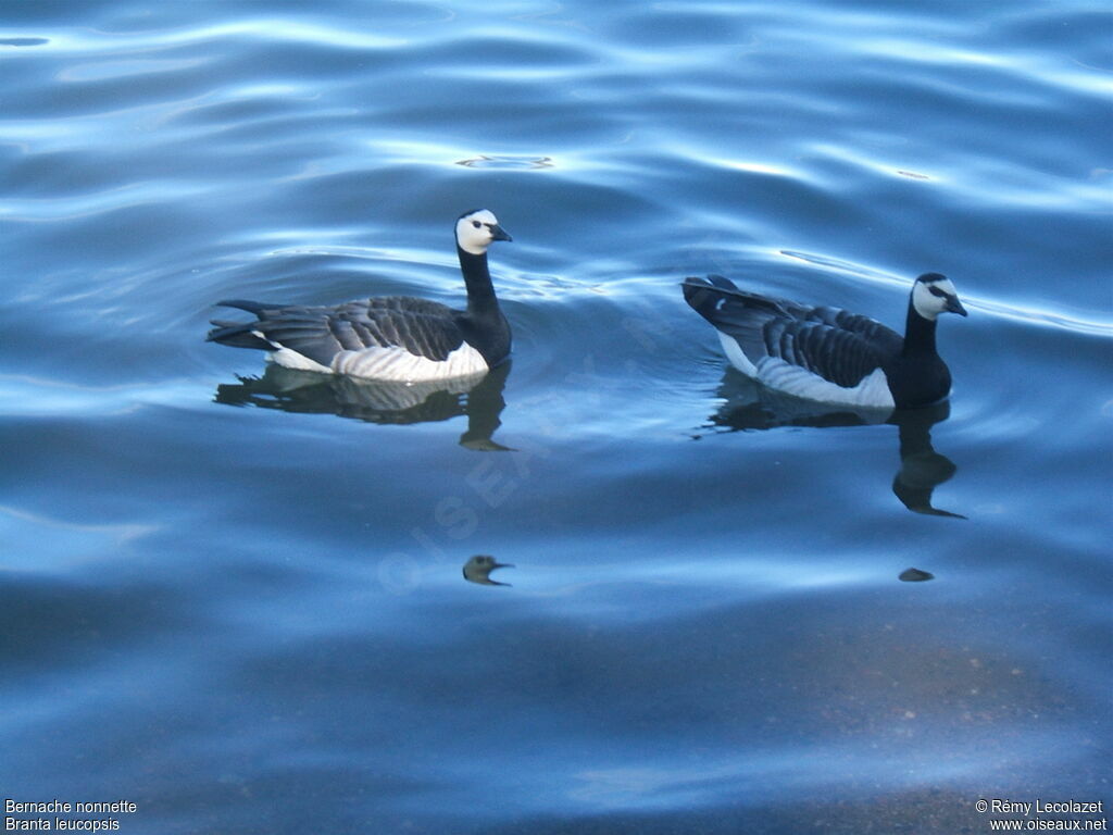 Barnacle Goose 