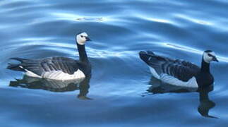 Barnacle Goose