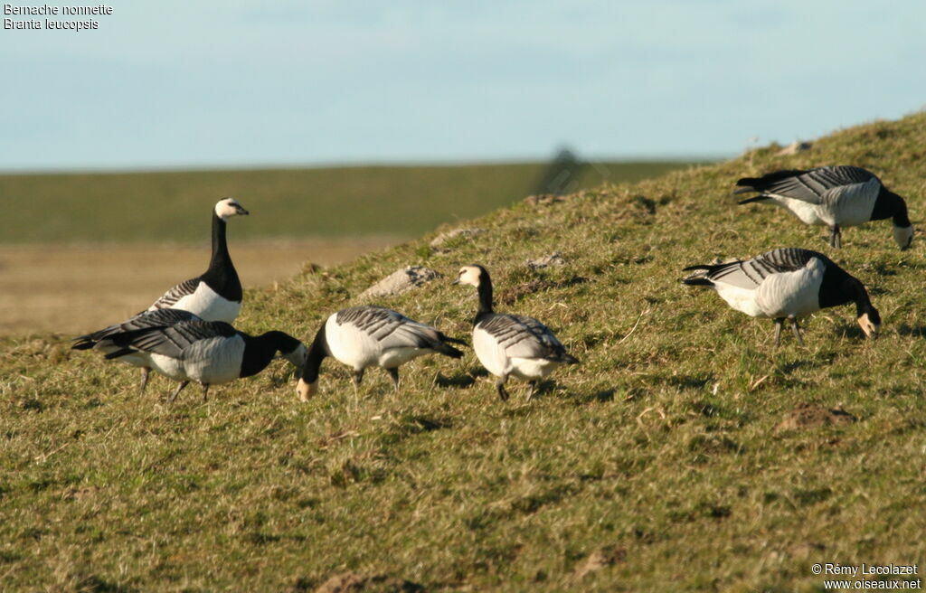 Barnacle Gooseadult breeding