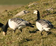 Barnacle Goose