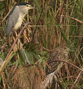 Black-crowned Night Heron