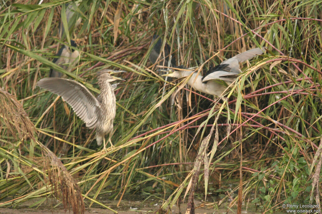 Black-crowned Night Heron