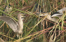 Black-crowned Night Heron