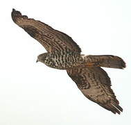 European Honey Buzzard