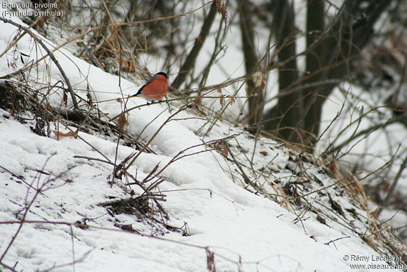 Eurasian Bullfinch