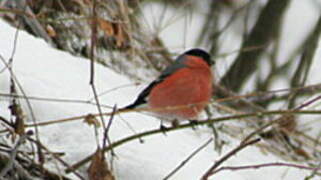 Eurasian Bullfinch