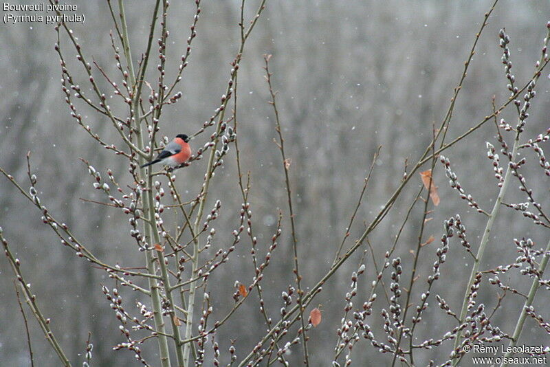 Eurasian Bullfinch