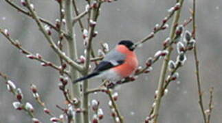 Eurasian Bullfinch