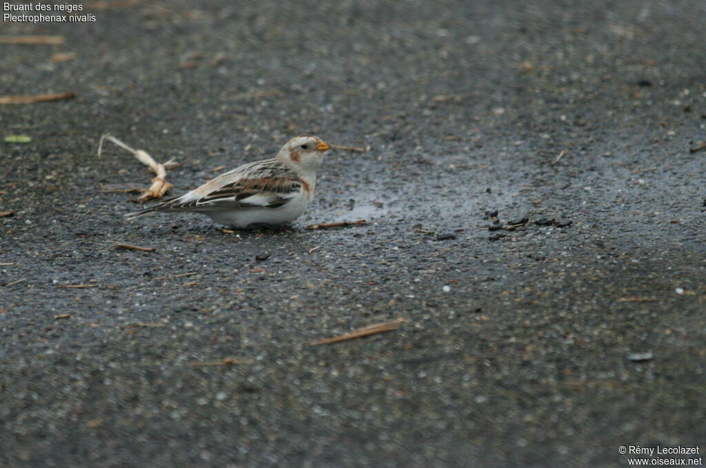 Snow Bunting