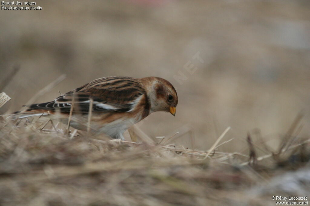 Snow Bunting