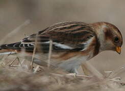 Snow Bunting