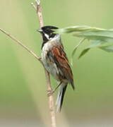 Common Reed Bunting